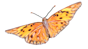 Belle D'Ame takes flight, nature that will amaze you