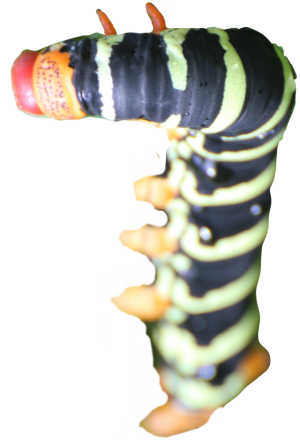 The very colorful caterpillar of the frangipani hawkmoth