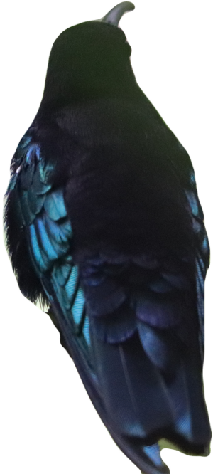 Rainbow Madeira Hummingbird all by itself.