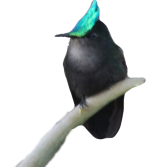 Our foufou, the Crested Hummingbird, admiring the view of the Caribbean Sea