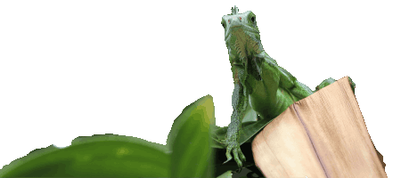 Our friend the iguana is waiting for you.