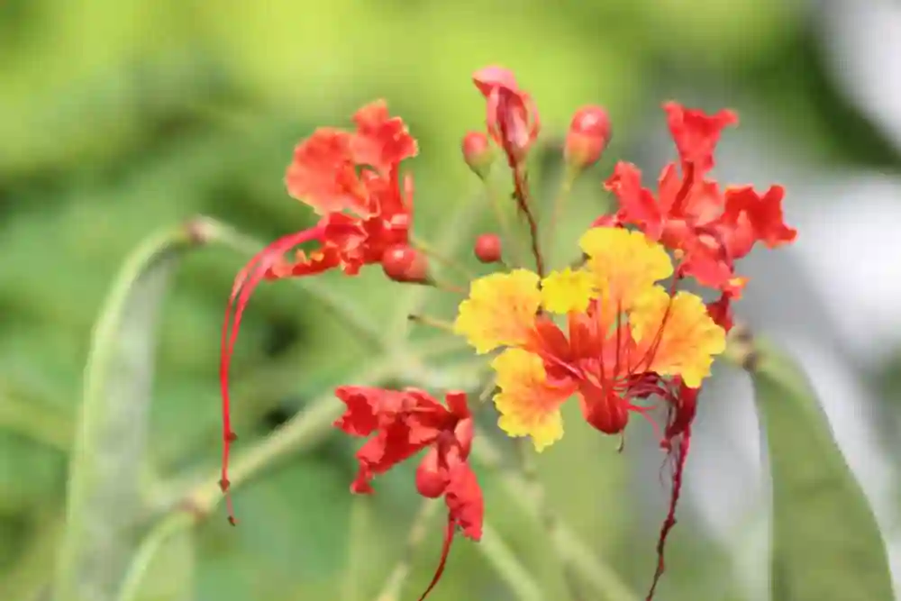 Blüte des Flammenbaums entlang der Karibikküste